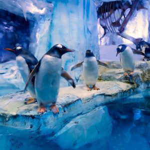 Dubai Aquarium & Underwater Zoo - All Access Pass Recently Added Experiences